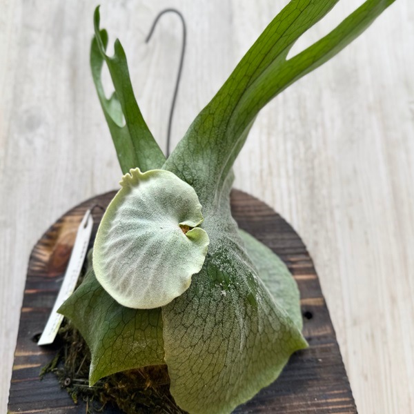 観葉植物：コウモリラン スパーバム 板付け*吊り ビカクシダ