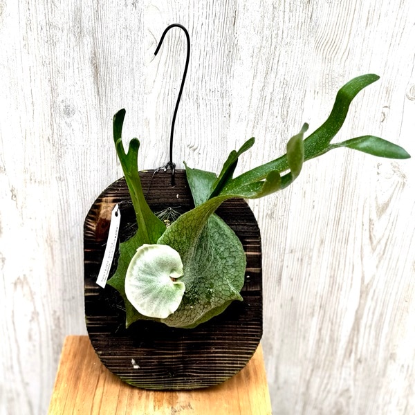 観葉植物：コウモリラン スパーバム 板付け*吊り ビカクシダ