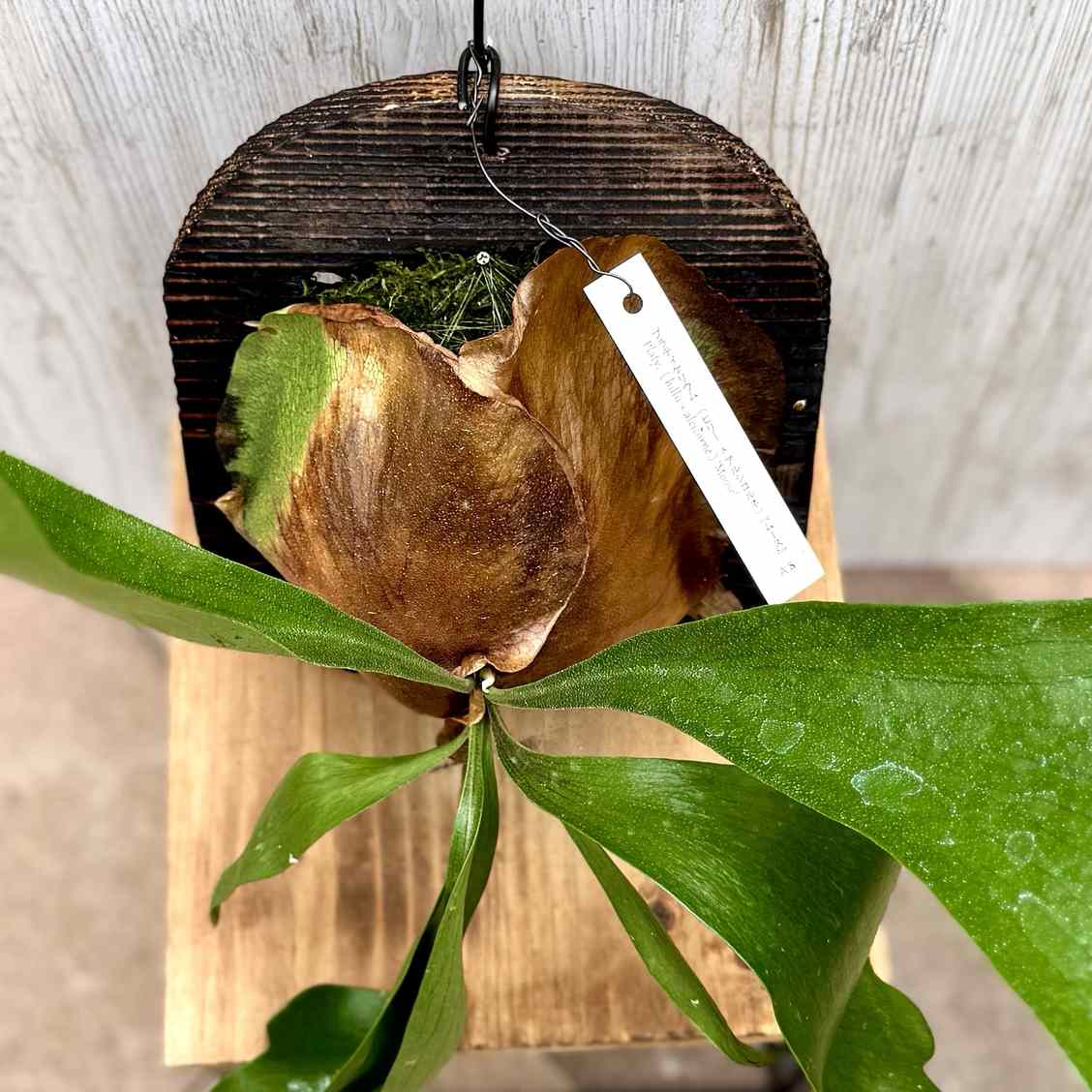 観葉植物：コウモリラン ムース 板付け*吊り ビカクシダ Platycerium