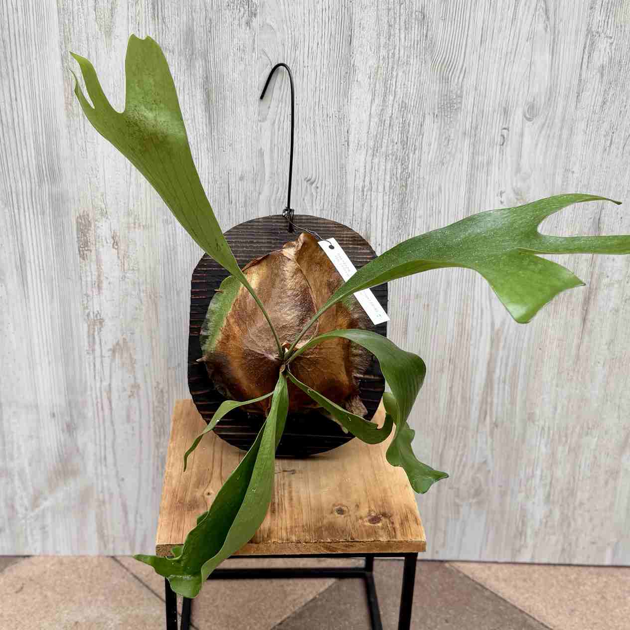 観葉植物：コウモリラン ムース 板付け*吊り ビカクシダ Platycerium