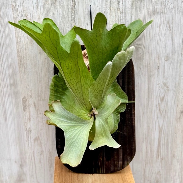 観葉植物：ビカクシダ コウモリラン ホルタミー 板付け*吊り 現品をお