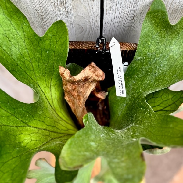 ビカクシダ ホルタミー 板付 観葉植物 コウモリラン 園芸ネット本店｜[ザ・ファームセレクト]ビカクシダ（コウモリラン