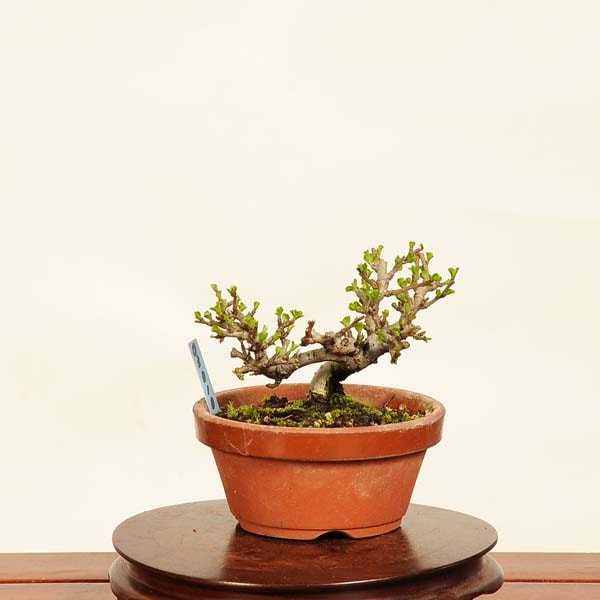 盆栽：長寿梅(チョウジュバイ) 現品*ちょうじゅばい Cyoujyubai ミニ