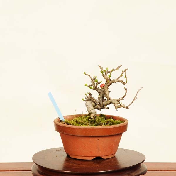 盆栽：長寿梅(チョウジュバイ) 現品*ちょうじゅばい Cyoujyubai ミニ