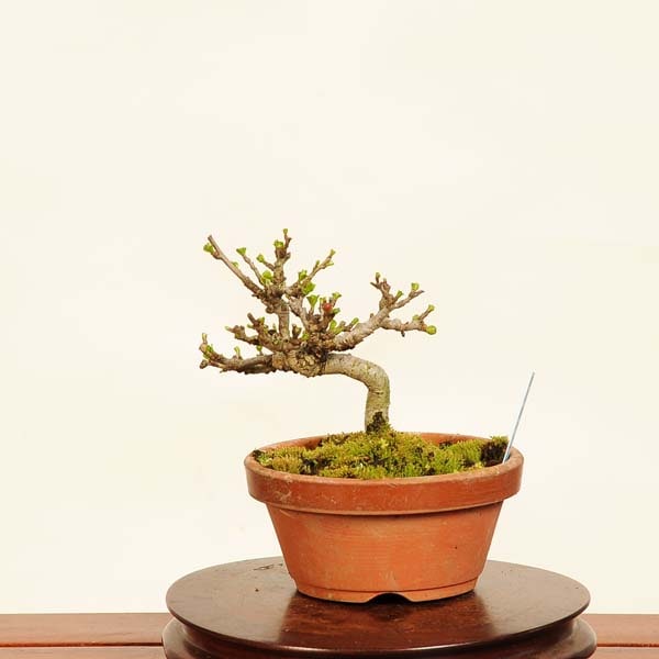 長寿梅　チョウジュバイ 盆栽：長寿梅(チョウジュバイ) 現品*ちょうじゅばい Cyoujyubai ミニ