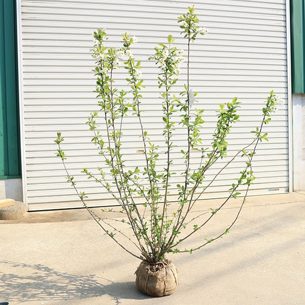 �������ڡ����ڡ������ߡʤ꤭�夦�Ф��˥ꥭ�奦�Х�����Ω��������150�����*�������ȯ��