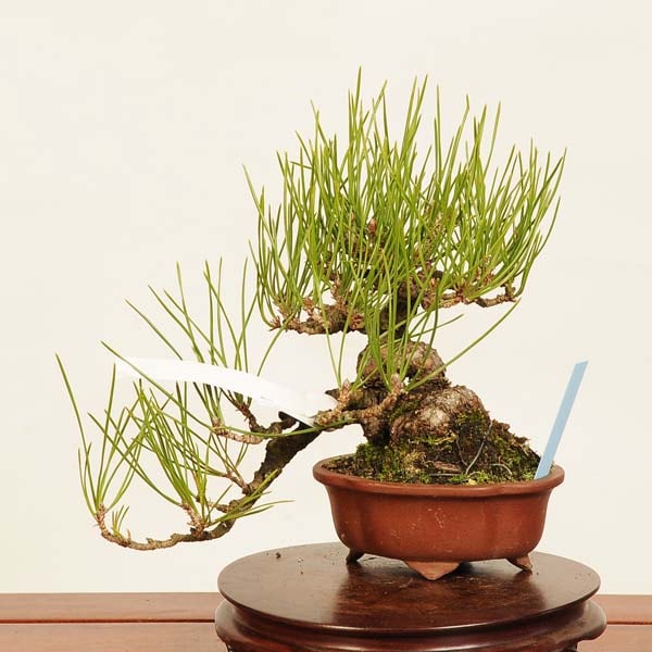 盆栽：三河黒松*現品 くろまつ クロマツ Kuromatsu bonsai 小品盆栽