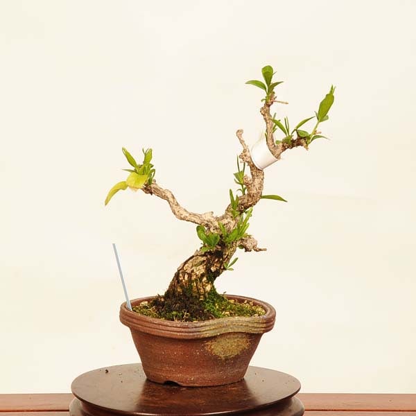 雑木・盆栽 】 盆栽 小品盆栽 ミニ盆栽 マユミ まゆみ│盆栽、盆栽書籍