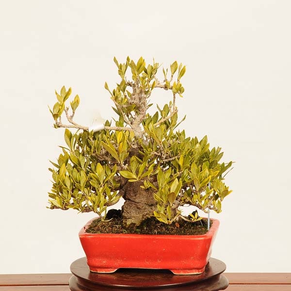 実成くちなし　小品盆栽 実成クチナシ ミニ盆栽 陶器鉢 | BRIDGE GARDEN