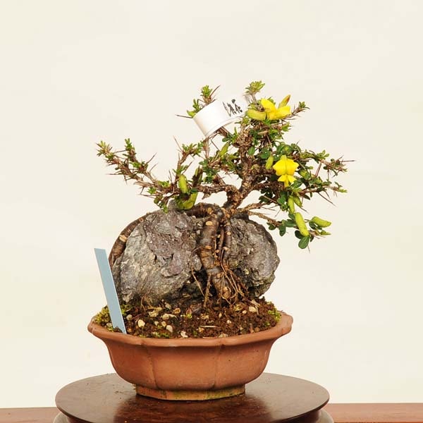 盆栽：金雀花(むれすずめ)石付 現品*ムレスズメ Muresuzume