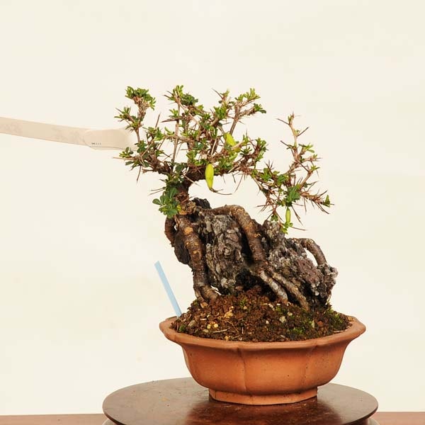 盆栽：金雀花(むれすずめ)石付 現品*ムレスズメ Muresuzume bonsai