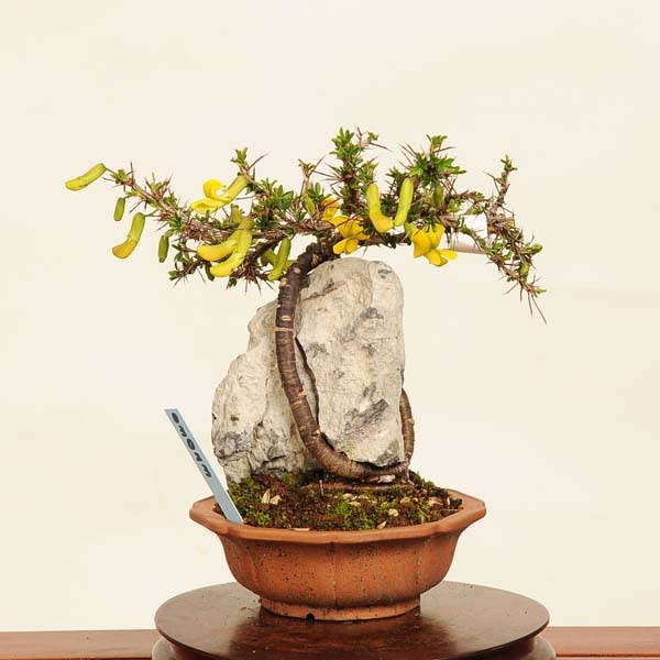 盆栽：金雀花(むれすずめ)石付 現品*ムレスズメ Muresuzume