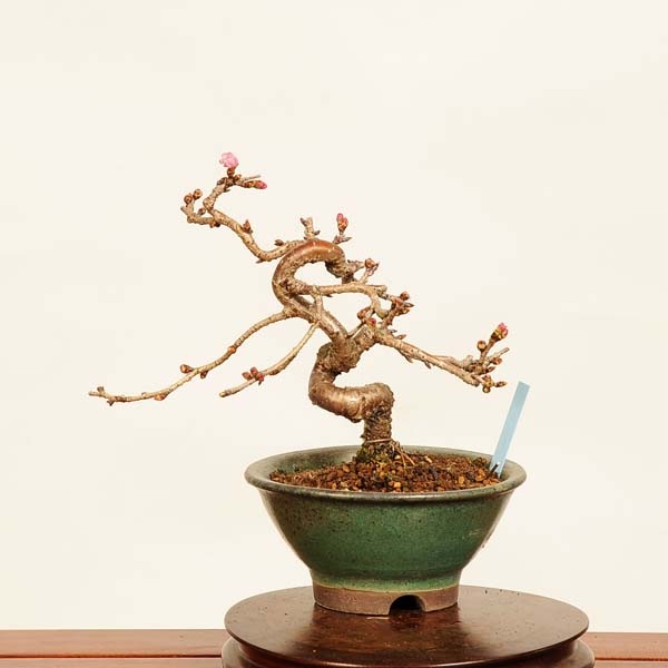 盆栽：十月桜 *現品 さくら サクラ Jyuugatsusakura bonsai 小品盆栽