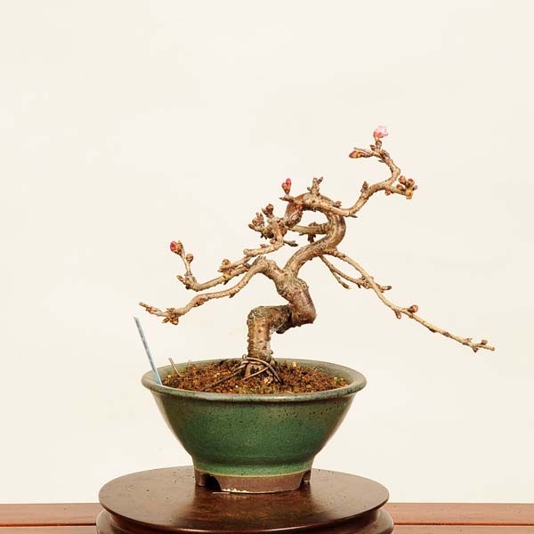 盆栽：十月桜 *現品 さくら サクラ Jyuugatsusakura bonsai 小品盆栽