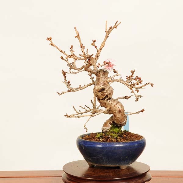 盆栽：十月桜 *現品 さくら サクラ Jyuugatsusakura bonsai 小品盆栽