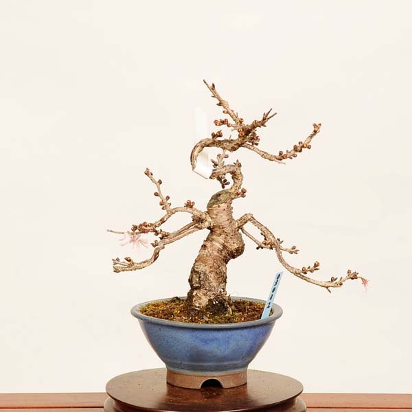 盆栽：十月桜 *現品 さくら サクラ Jyuugatsusakura bonsai 小品盆栽
