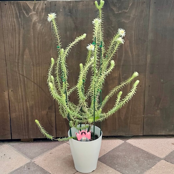 鉢花 観葉植物：フィリカ プベッセンス ワフトフェザー ハイドラ*7号