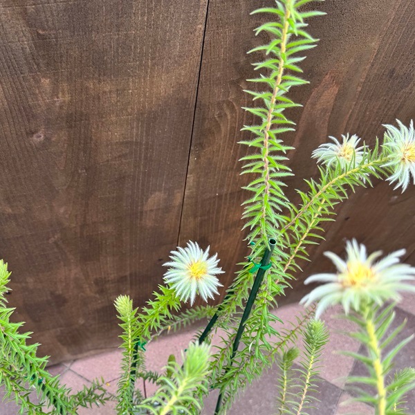 鉢花 観葉植物：フィリカ プベッセンス ワフトフェザー ハイドラ*7号