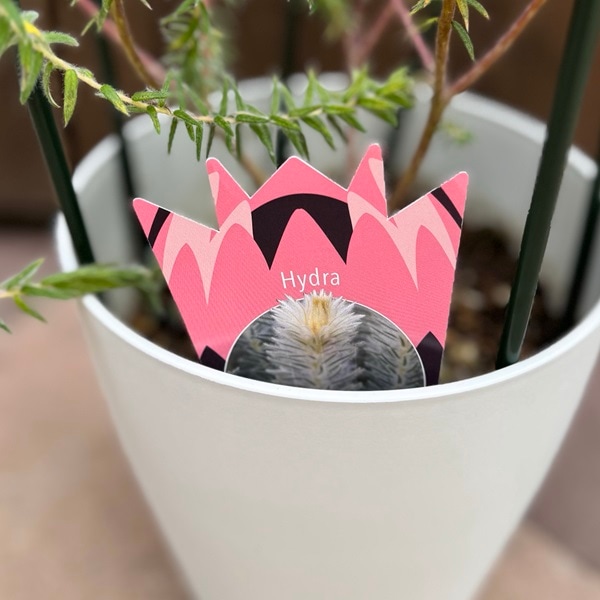 鉢花 観葉植物：フィリカ プベッセンス ワフトフェザー ハイドラ*7号