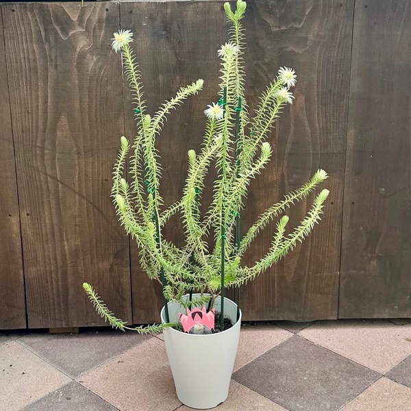 鉢花 観葉植物：フィリカ プベッセンス ワフトフェザー ハイドラ*7号