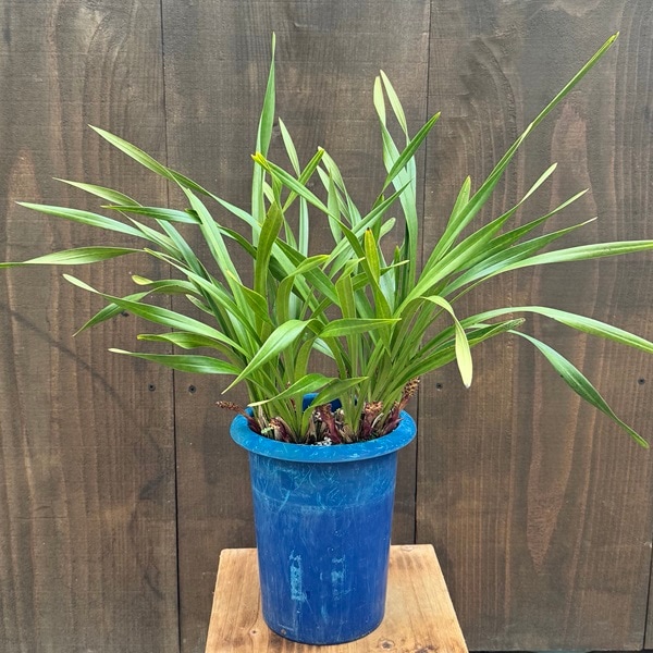 ニホンミツバチ誘引蘭 観葉：金稜辺 キンリョウヘン シンビジウム *大