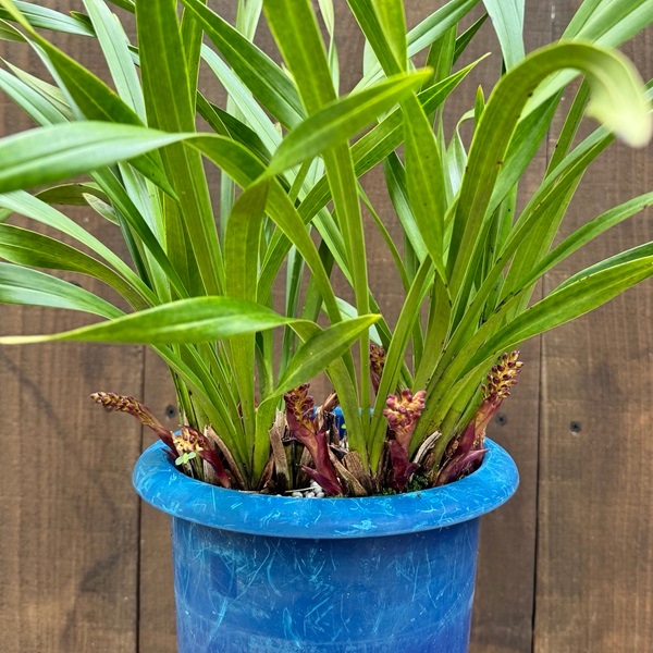 ニホンミツバチ誘引蘭 観葉：金稜辺 キンリョウヘン シンビジウム *大