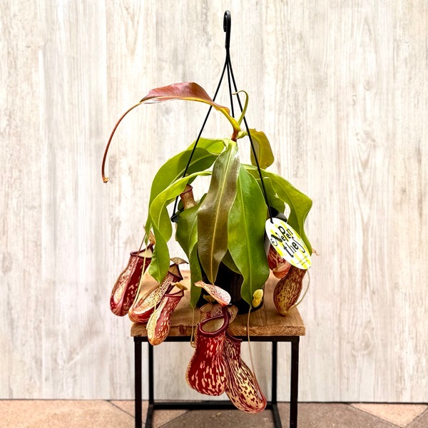 希少品種 観葉植物 食虫植物：ウツボカズラ ネペンテス ガヤ*吊り鉢 5