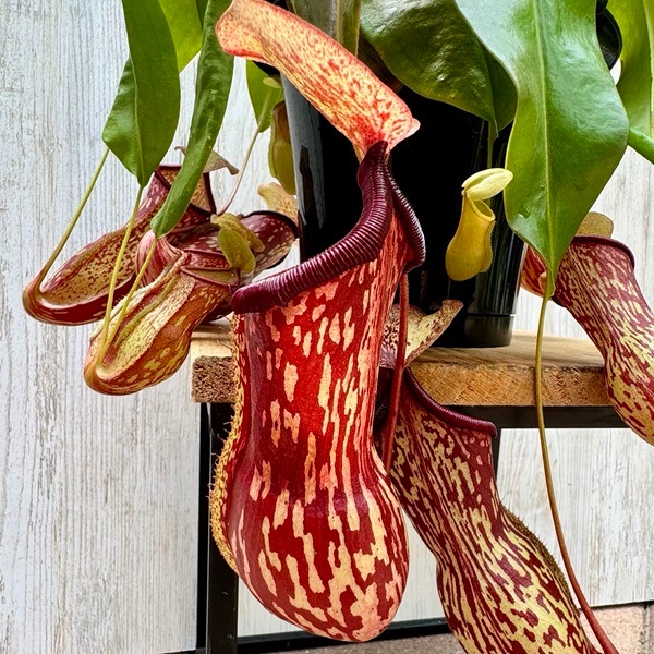 希少品種 観葉植物 食虫植物：ウツボカズラ ネペンテス ガヤ*吊り鉢 5