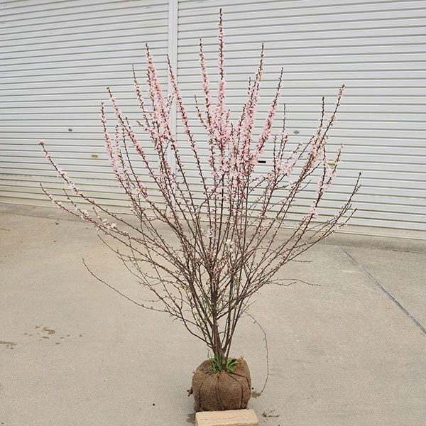 �������ڡ����ڡ����ߡ��˥復��*���ˤ臘�ᡡ������������ȯ����