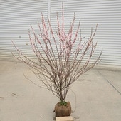 �������ڡ����ڡ����ߡ��˥復��*���ˤ臘�ᡡ������������ȯ����