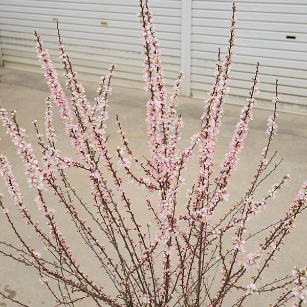 特選庭木 植木：庭梅 ニワウメ* にわうめ 大株 佐川急便発送 | 植木