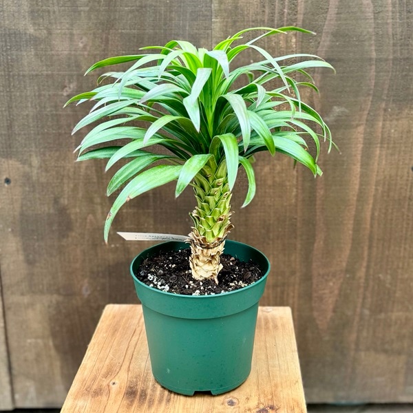 ユッカ デスメティアナ 約90cm 紫色と緑色の葉 園芸ネット本店｜ユッカ