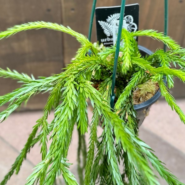 観葉植物：フペルジア カリナータ*4号吊り Huperzia | 観葉植物,吊り鉢