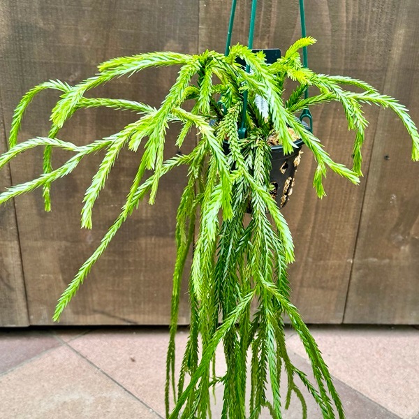 観葉植物：フペルジア カリナータ*4号吊り Huperzia | 観葉植物,吊り鉢