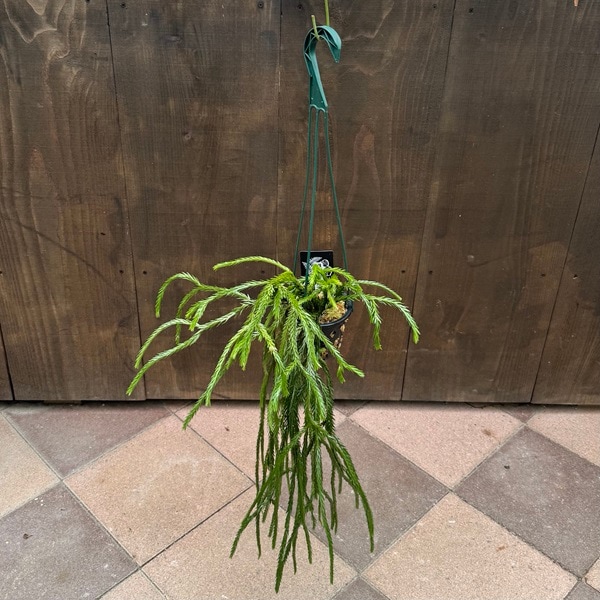 観葉植物：フペルジア カリナータ*4号吊り Huperzia | 観葉植物,吊り鉢