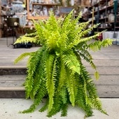 ���տ�ʪ���ͥե���ԥ����ϥåԡ��ޡ��֥�*�ץ�ݥåȡ����ޥ���