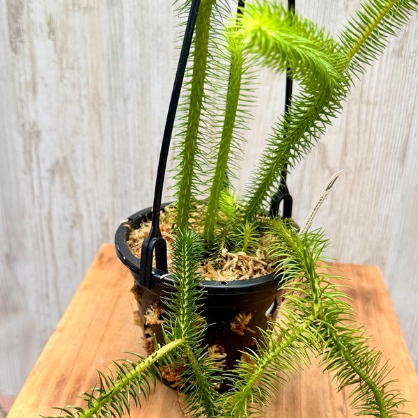 フペルジア・スクアローサ 希少 観葉植物 吊り下げ calm cafe 希少