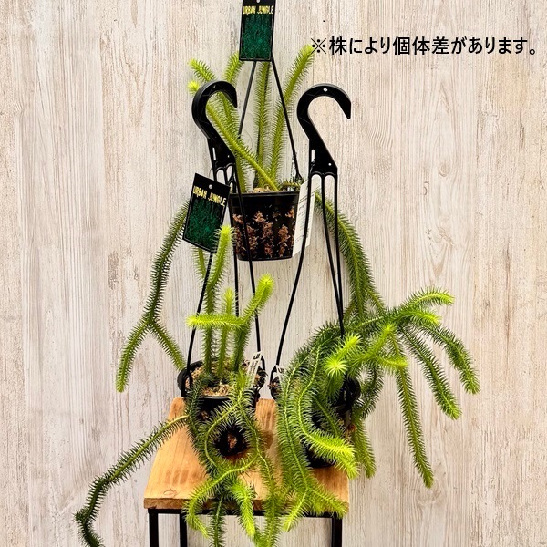 フペルジア　スクエアローサ　5号 フペルジア・スクアローサ ニューギニア ※5号鉢サイズ | Botanical56