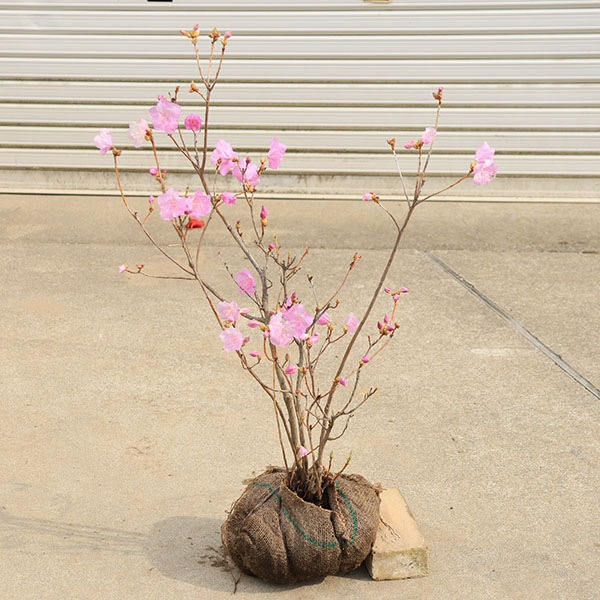 庭木・植木：玄海ツツジ（玄海躑躅）げんかいつつじ 桃花 大株* | 植木