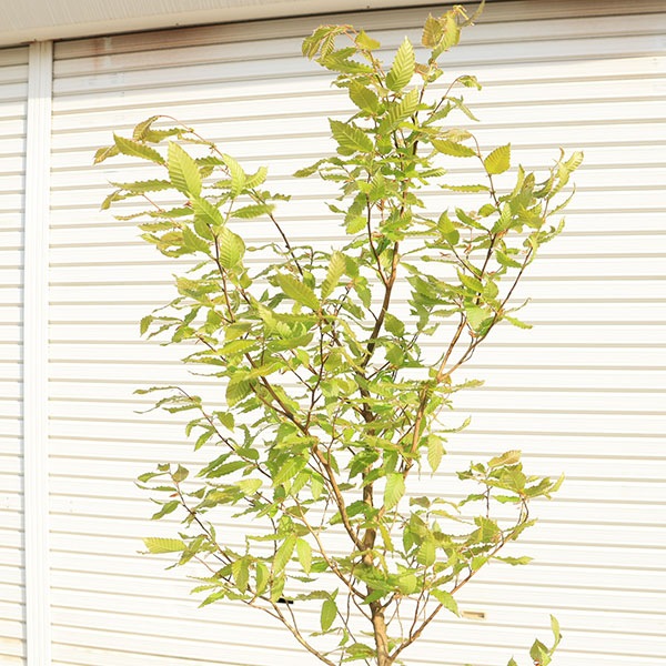 庭木・植木：ブナの木（ブナ）*一本立ち 当店おまかせ品＊ 樹高：約