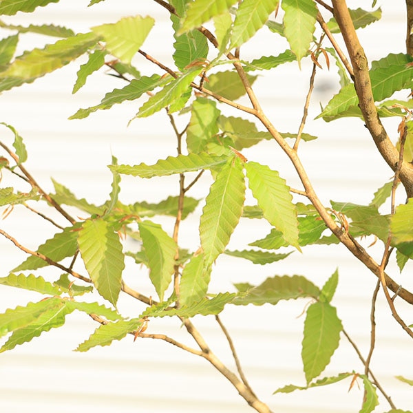庭木・植木：ブナの木（ブナ）*一本立ち 当店おまかせ品 樹高約160cm