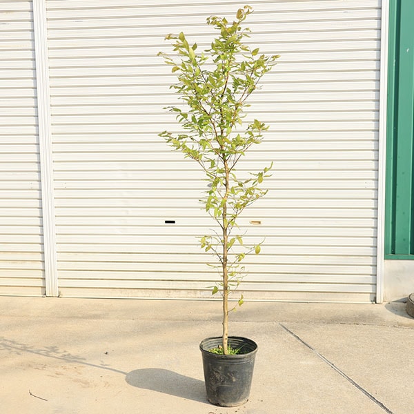 庭木・植木：ブナの木（ブナ）*一本立ち 当店おまかせ品＊ 樹高：約