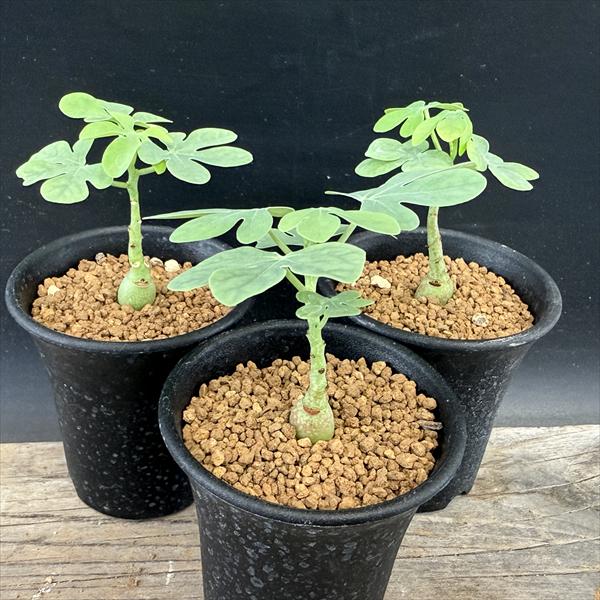 ���ò��������ǥå��������ǥ˥������饦����3�ĥ��å�*������1���