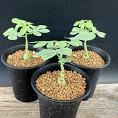 òǥåǥ˥饦3ĥå*1