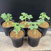 òǥåǥ˥饦5ĥå*1־