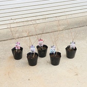 ���ڡ����ڡ��������륹�٥��ɴ���ȡ�*��������֥��꡼�����ƿ������Ӥ��������ޤ������뤹�٤꡿�������ʥ롿�����꡼�������롿����������