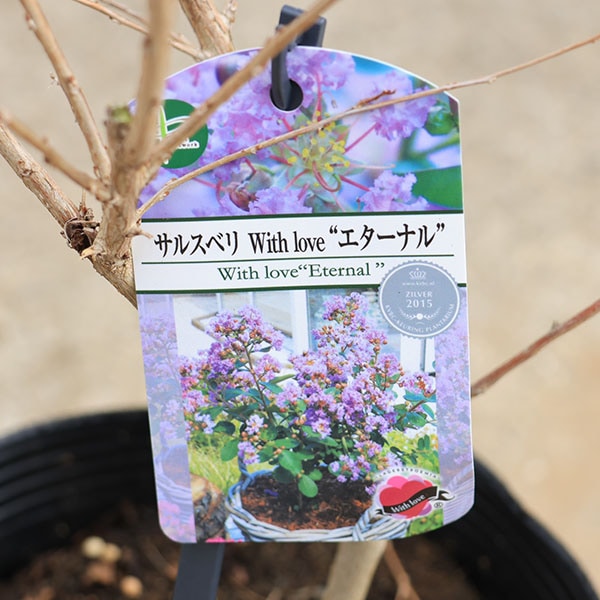 庭木・植木：矮性サルスベリ（百日紅）*ウィズラブシリーズ 各色お選