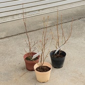 ���ڡ����ڡ��̼������ڡ��ʼ����٤롧�֥롼�٥꡼*������ϥ��֥å���� 5���ݥå�