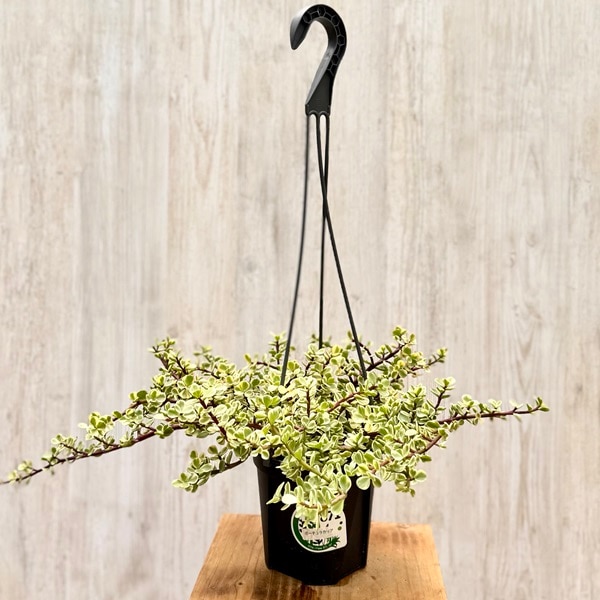 観葉植物：ポーチュラカ 斑入り*5号 吊り鉢 ポーチュラカリア