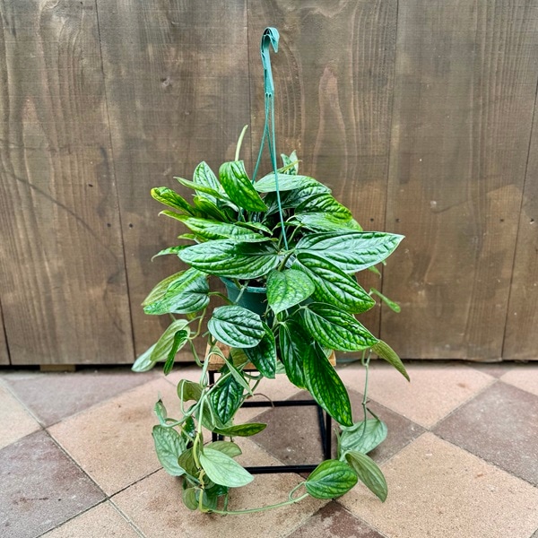 タワー仕立ての希少なモンステラ・ジェイドシャルトコック8号鉢